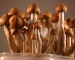 ecuadorian mushrooms
