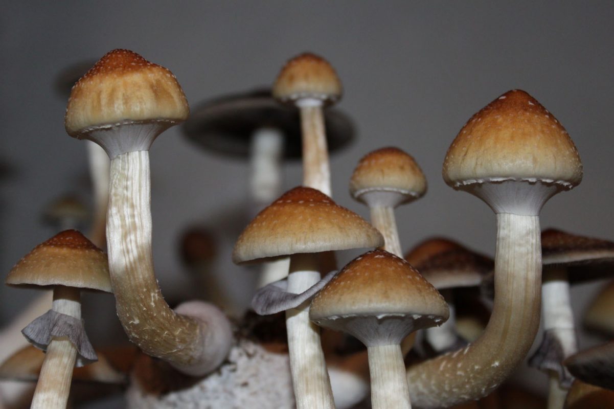 psychedelic mushroom spores