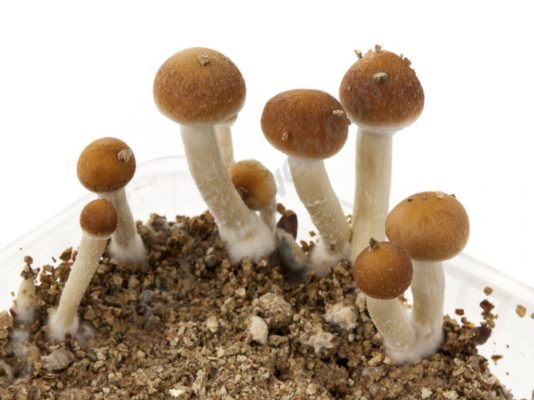 mushshroom